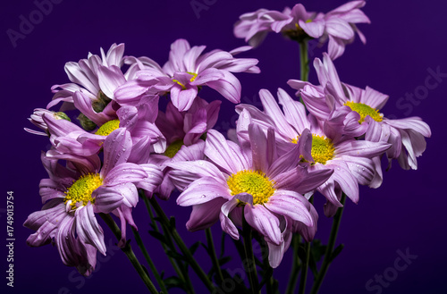 Bouquet of Lavender Chrysanthemums Against a Deep Violet Background