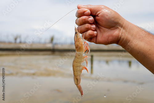Bild auf Leinwand Fresh, raw Pacific white shrimp (Litopenaeus vannamei) in hand at an aquaculture farm