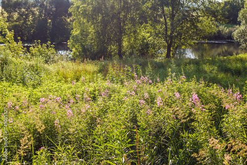 Lush green meadow brimming with vibrant pink wildflowers, likely Fireweed, under the bright summer sun. A tranquil river flows behind, bordered by dense, verdant trees