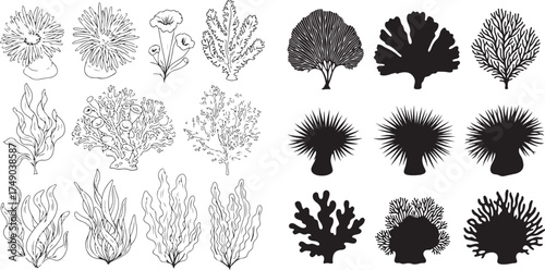 Sea anemones and coral illustrations seaweed marine life