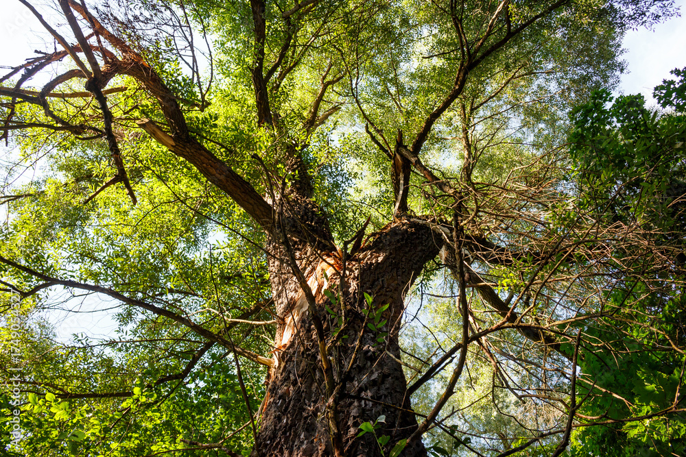 Obraz premium Looking up at a majestic tree with vibrant green leaves against a bright sky. The gnarled trunk and sprawling branches create a sense of natural beauty and tranquility in a sunlit forest