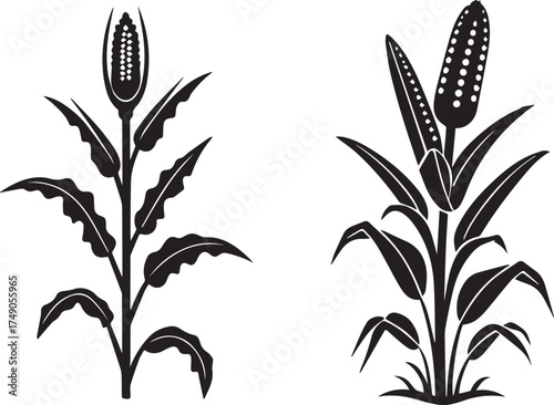 Black corn plant graphic with kernels and leaves on white background