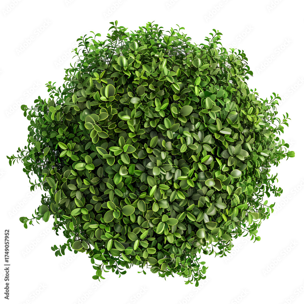 Obraz premium Perfectly round green bush, isolated on transparent background