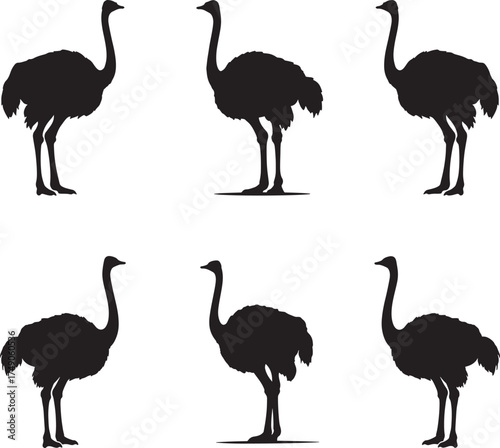 Six black silhouette ostrich birds standing isolated on white background