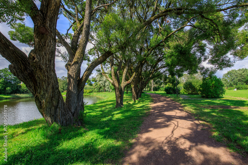 Naklejka premium Path runs through a park with trees on either side