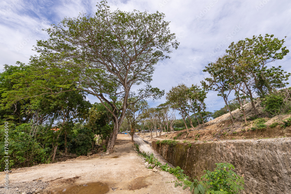Fototapeta premium Dirt road with trees on either side