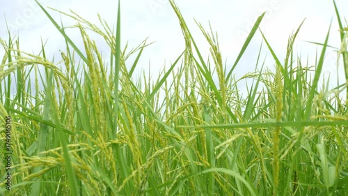 Lush Green Rice Field Under Bright Overcast Sky