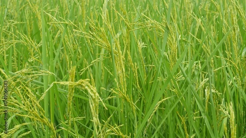 Lush Green Rice Field with Growing Stalks Under Natural Light