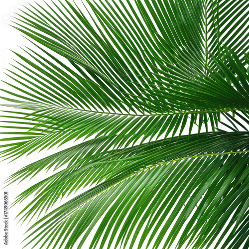 Palm fronds Deep green, ribbed texture against a dark background