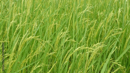 Lush Green Rice Fields Under Bright Overcast Sky in Rural Landscape