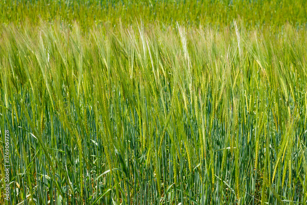 Obraz premium A vibrant green field of young grain stretching under natural daylight. This agricultural landscape showcases healthy, ripening crops, symbolizing growth and abundance in nature