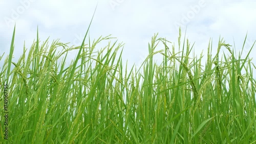 Lush Green Rice Field Under Clear Blue Sky on Bright Sunny Day