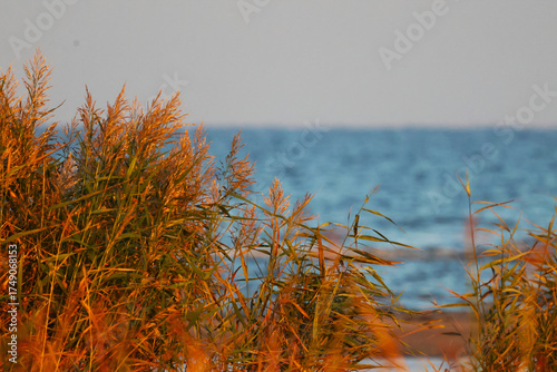 yellow grass in the sea