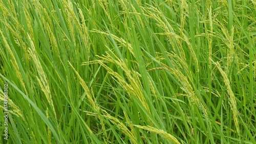 Lush Green Rice Plants Growing in a Vibrant Field Under Natural Light