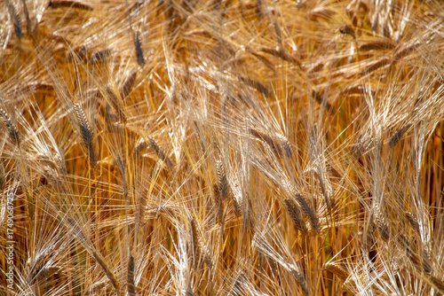 Wallpaper Mural Ears of wheat swaying in the wind under the summer sun Torontodigital.ca
