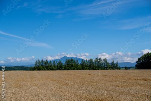 Wallpaper Mural Wheat fields and Mount Shari dyeing the earth golden Torontodigital.ca