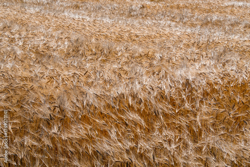 Wallpaper Mural Golden wheat swaying in the summer sun Torontodigital.ca
