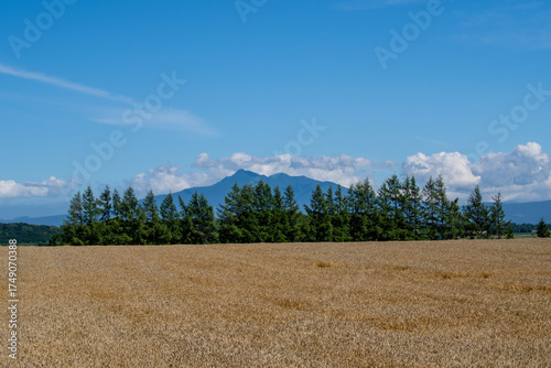 Wallpaper Mural Wheat fields and Mt. Shari that dye the earth golden yellow Torontodigital.ca
