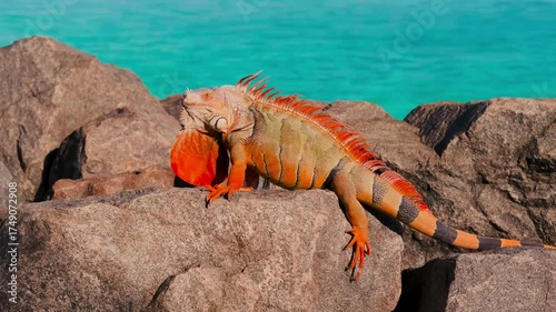 Vivid Orange Iguana or Green Iguana (Iguana iguana) Basking on Rocks by Ocean 