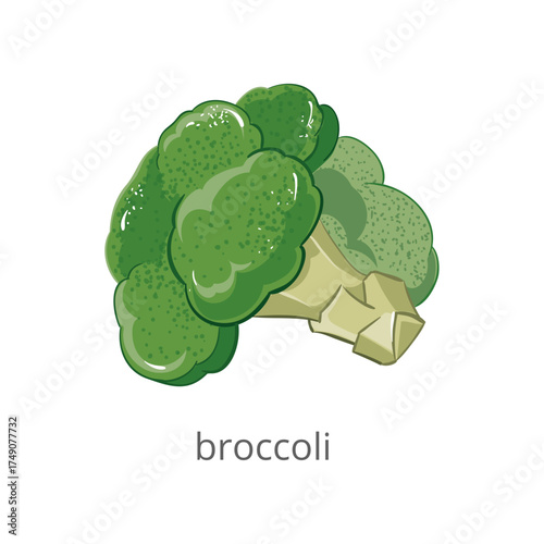 Fresh Green Broccoli Florets Illustration - Healthy Vegetable Food Ingredient