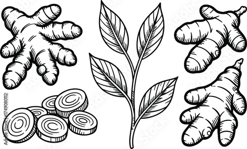 Hand drawn ginger root and leaves black and white sketch botanical art for culinary and health uses