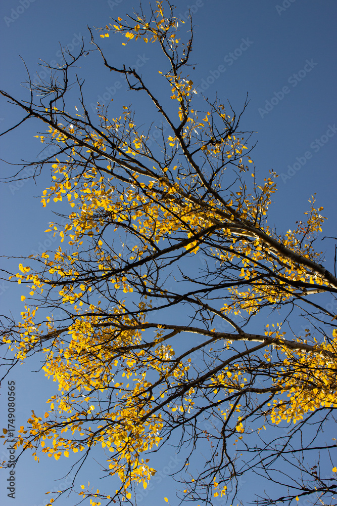 Fototapeta premium Yellow aspen branches against the sky