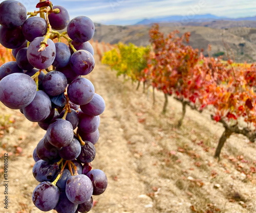 Autumn Vineyard of Spain Collection. A ripe cluster of red grapes in the left side of photo of an Andalusian vineyard in the background during autumn harvest season.
