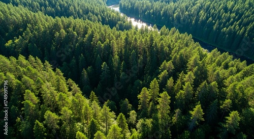 Aerial View of Evergreen Forest Landscape