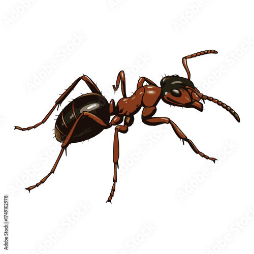 ant vector with white background