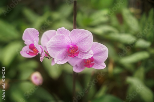 Orquídeas moradas 