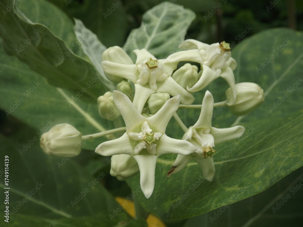 Fototapeta premium A simple and beautiful flower of Calotropis gigantea.