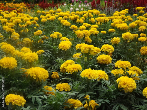 A field of beautiful yellow Marigold flowers stands out against the green leaves.