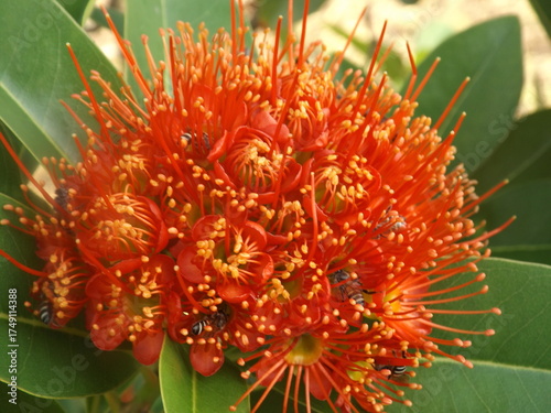 Bright red Metrosideros collina inflorescences competing to bloom.