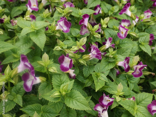 
A field of Torenia flowers amidst the green leaves in a park in the afternoon.
