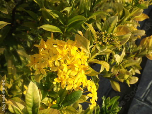 West Indian Jasmine sparkles golden when sunlight hits it.