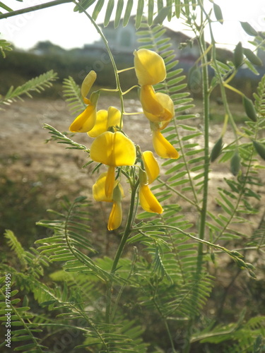 The yellow Sesbania javanica stands out in outdoor areas.