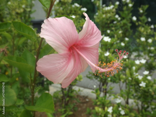 
Close-up photo of a Hibiscus Pink flower
with the stamens clearly visible.