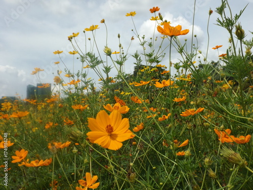 
A lovely field of tiny yellow flowers in the evening atmosphere