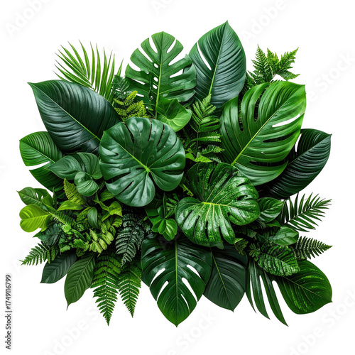 Lush green tropical foliage with diverse leaves, arranged densely