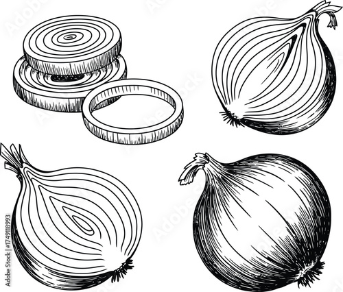Hand drawn sketch of onions whole sliced and halved