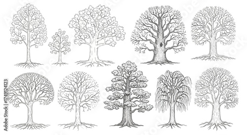 Collection of detailed tree line art, perfect for architectural drawings or landscape designs, white background