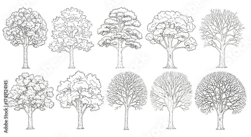 Collection of detailed tree line art, perfect for architectural drawings or landscape designs, white background