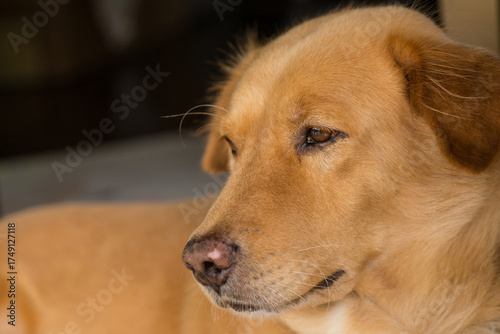 Brown dog head closeup
