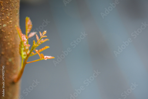 New leaves closeup with blur background