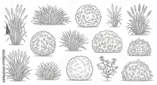 Vector illustration of various grass, shrubs, and bush drawings for landscape design, white background