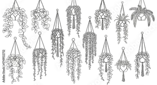 Set of decorative hanging plants and vines line art for architectural visualization, white background