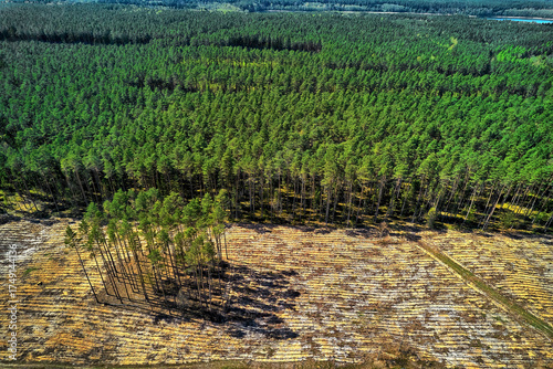 Fototapeta Naklejka Na Ścianę i Meble -  top-down view of mixed forest area with clearcut section showing young pines and mature trees in mazury, poland during summer