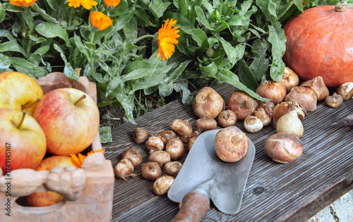 flower bulb put on a small garden shovel on a plank with apple and pumpkin ne...