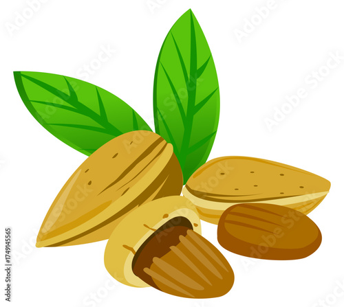 Almond food vector showing crunchy nut full of vitamins, protein, and healthy fat.