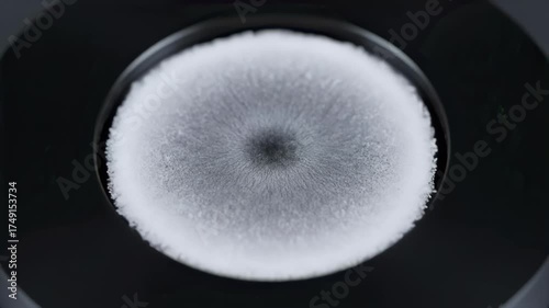 Fungal Colony Growing Petri Dish Time Lapse, Microbiology Research